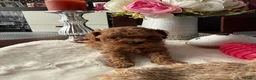 Poedel Toy honden te koop: Poedel toy pups 🐩 1 teef   beschikbaar !!! - Advertentie 2