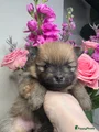 Pomeriaan Puppy 2