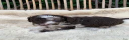 Labradoodle honden te koop: Nog 3 prachtige Labradoodle puppy’s beschikbaar - Advertentie 34