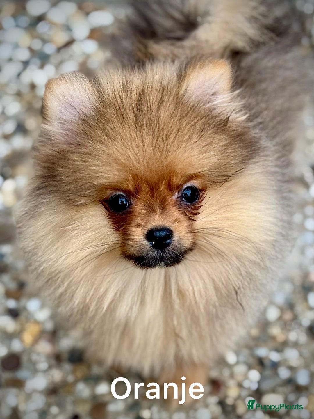 Pomeriaan honden te koop: Lieve butlers gezocht - Afbeelding 5