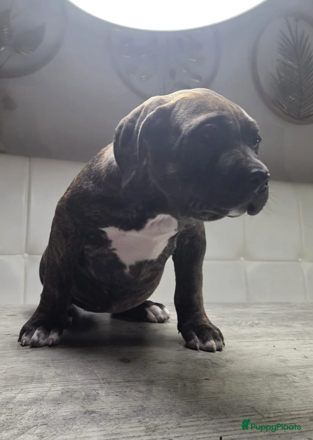 Amerikaanse Bully honden te koop: ABKC XL Meets DBKC XXl - Advertentie 7