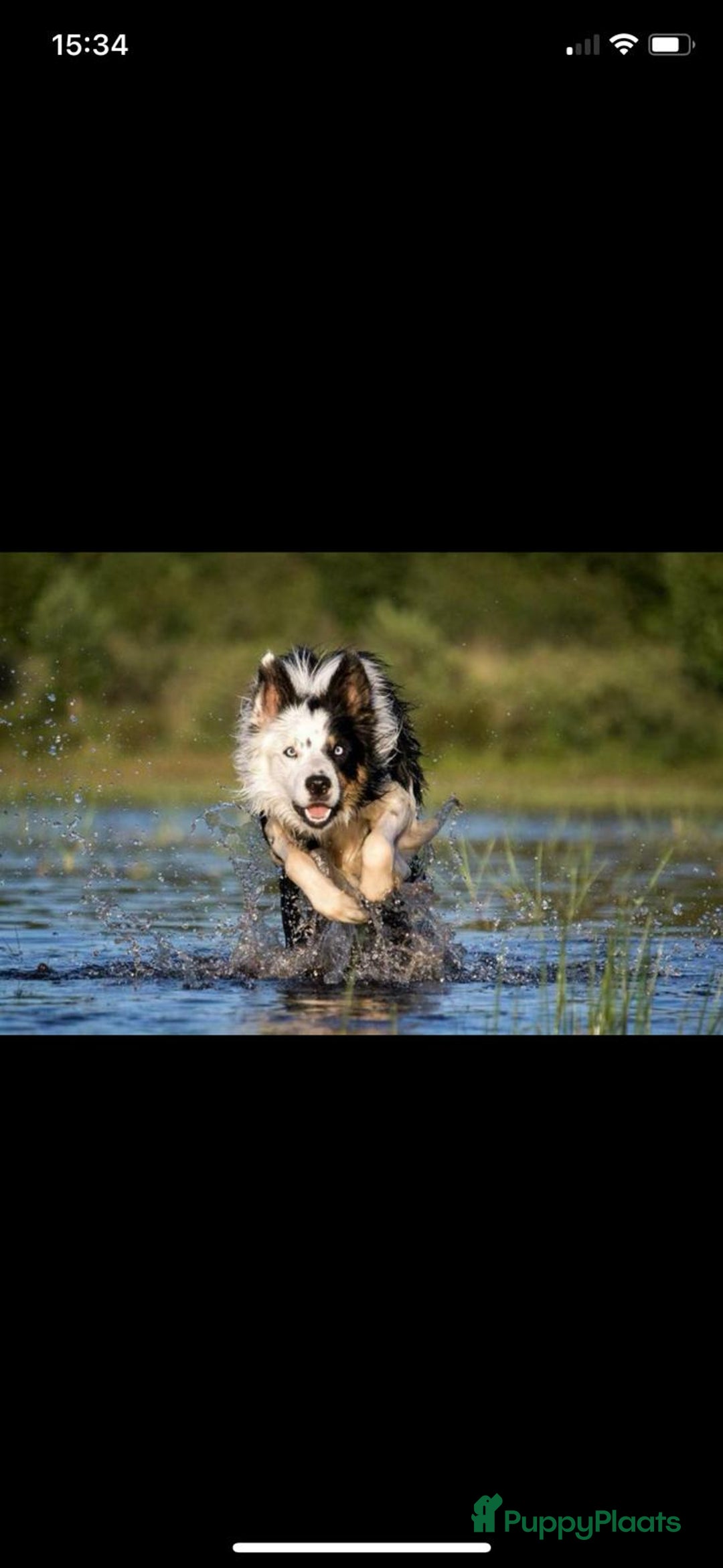 Border Collie honden te koop: Border collie pups - Advertentie 18
