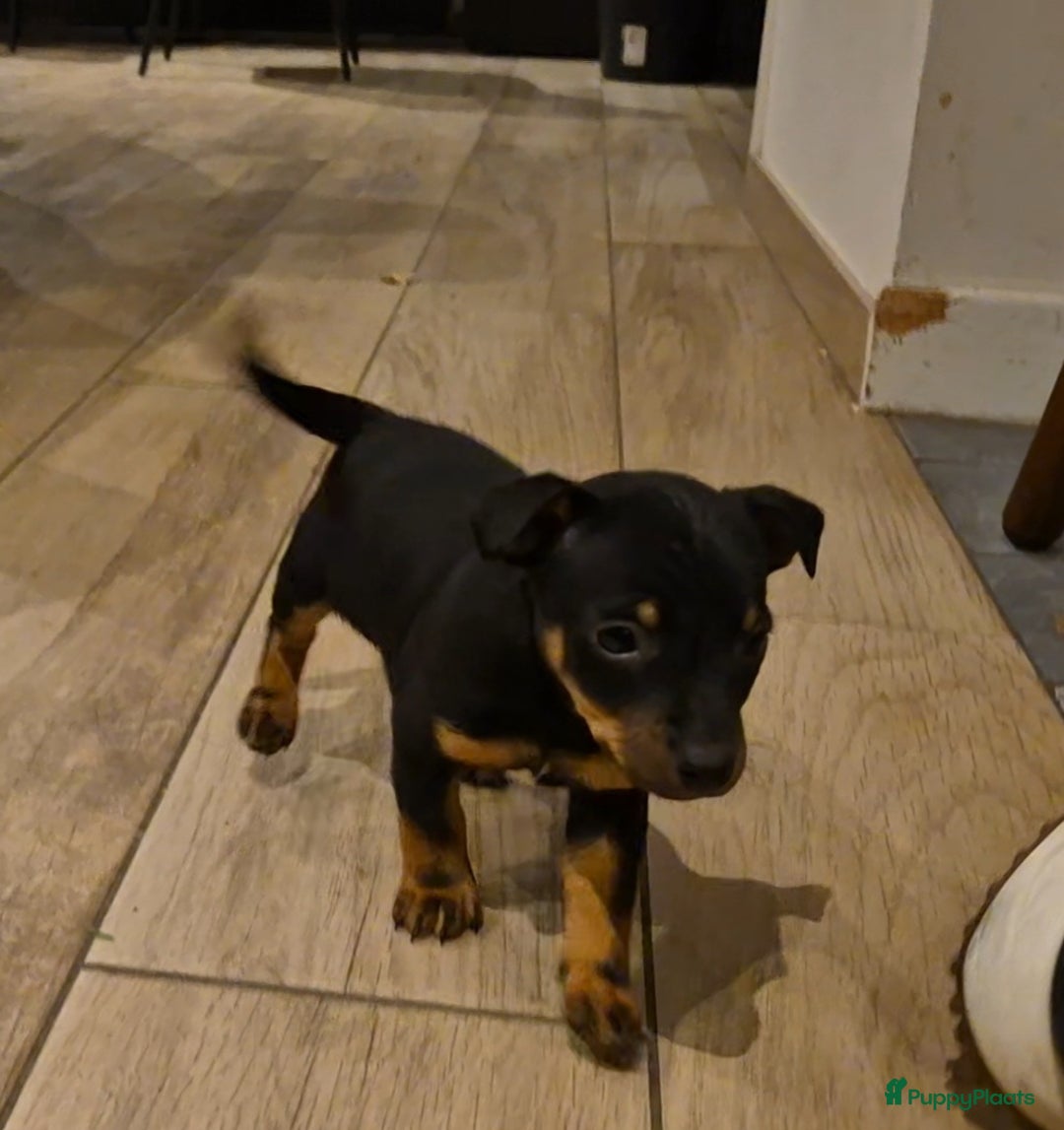 Jack Russel Terriër honden te koop: JACK RUSSEL PUPS - Advertentie 27