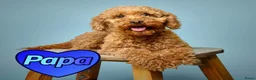 Kruising honden te koop: Kleine poedel pups (toypoedel x dwergpoedel) - Advertentie 14