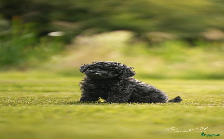 Labradoodle honden - Advertentie 3