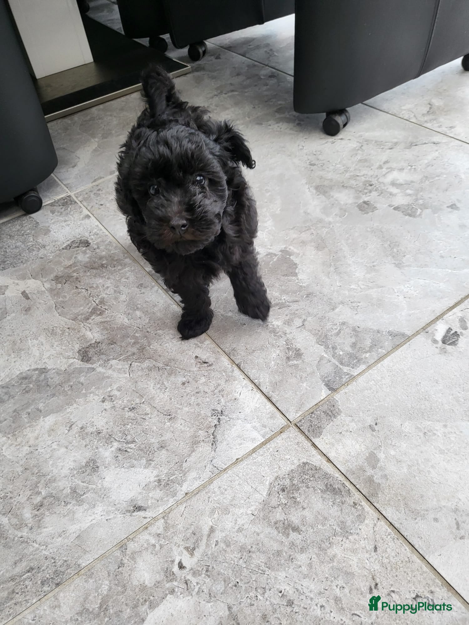Poedel Toy honden Schattige Toypoedel pups uit goed geteste ouders.  - Advertentie 2