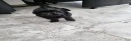 Poedel Toy honden te koop: Schattige Toypoedel pups uit goed geteste ouders.  - Advertentie 3
