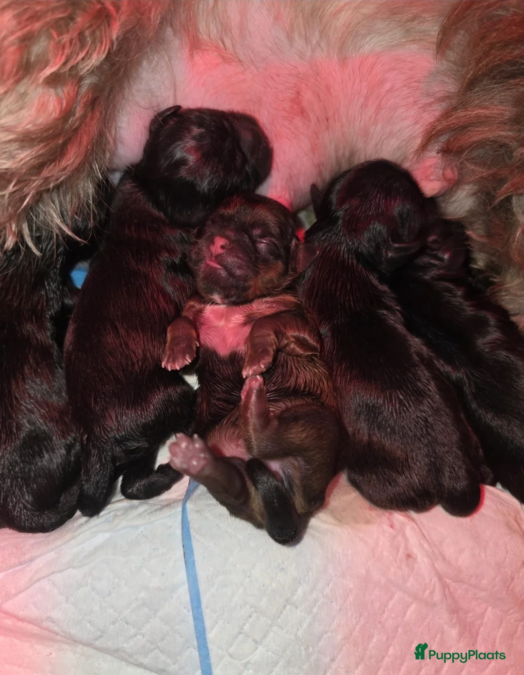 Kruising honden te koop: Prachtige Boomer Pups, Net Geboren 🖤🤎 - Advertentie 16