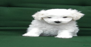 Bichon Frisé honden - Advertentie 11