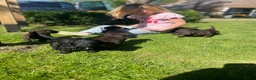 Australian Labradoodle honden te koop: Labradoodle pups - Advertentie 27