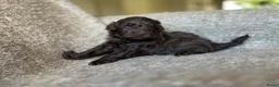 Maltipoo honden te koop: Chocolade bruine maltipoo/toypoeder puppy’s - Advertentie 2