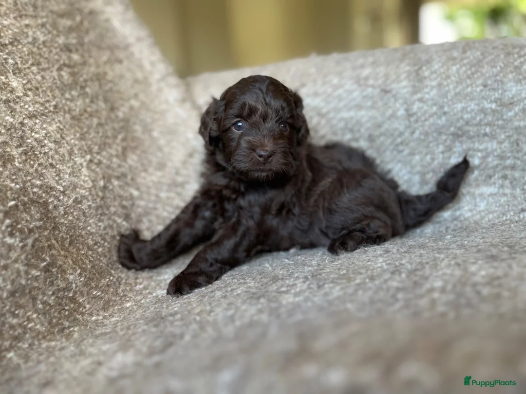 Maltipoo honden te koop: Chocolade bruine maltipoo/toypoeder puppy’s - Advertentie 2