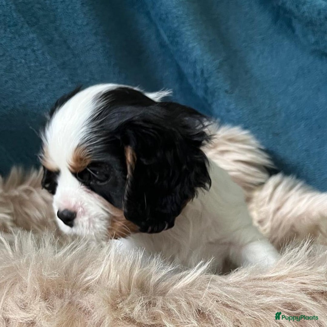 Cavalier King Charles Spaniel honden te koop: Cavalier King Charles Spaniel in Makkinga - Afbeelding 11