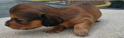 Teckel (langhaar) honden te koop: Dwerg teckel langhaar  - Advertentie 13