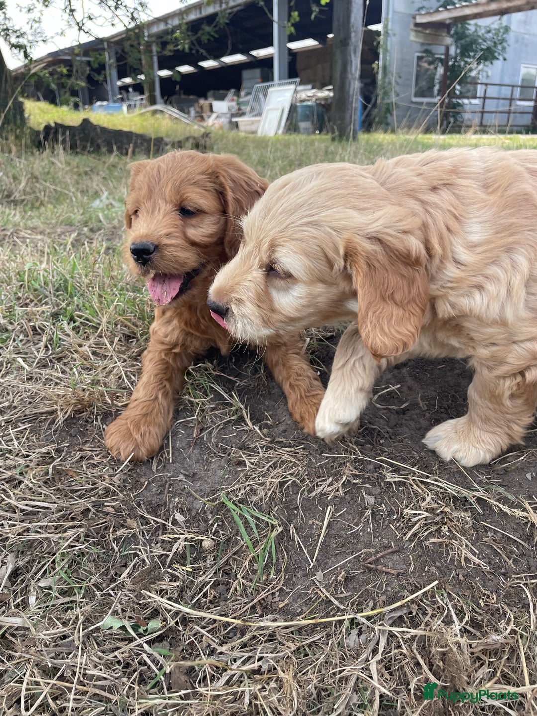 Goldendoodle honden te koop: Mooie goldendoodle pups! - Afbeelding 7