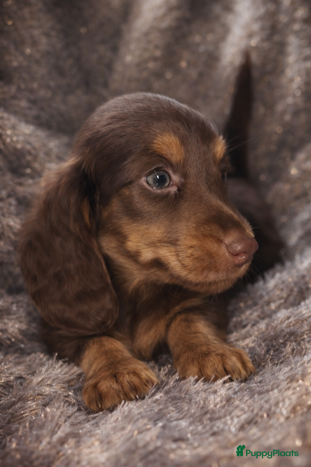 Teckel (langhaar) honden Schitterende Dwergteckeltjee - Advertentie 1