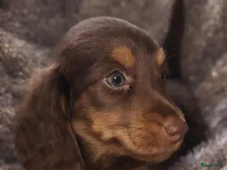 Teckel (langhaar) honden Schitterende Dwergteckeltjee - Advertentie 1