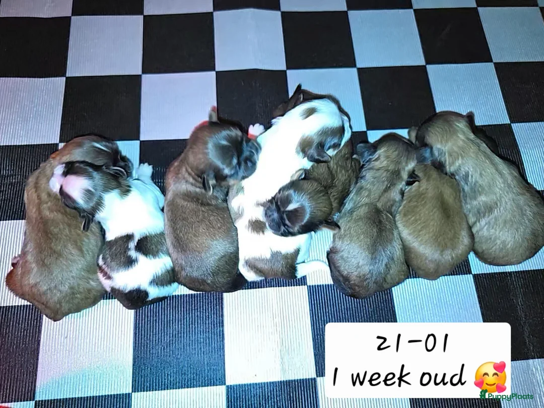 Kruising honden te koop: Boomer pups 14-1 geboren (Shih-Tzu x Boomer) - Advertentie 3