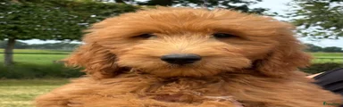 Goldendoodle 1