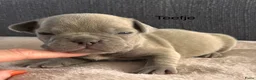 Franse Bulldog honden te koop: Prachtig nestje Franse Bulldog pups  - Advertentie 4