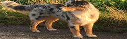 Kruising honden te koop:  Australian Shepherd (75%) x Bordercollie (25%) - Advertentie 19