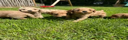 Cockapoo honden te koop: Cockapoo puppy’s  - Advertentie 6