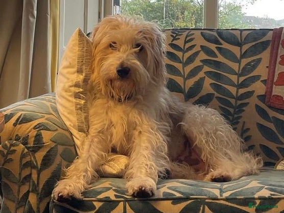 Kruising honden Lieve knuffel reu zoekt lief teefje - Advertentie 1