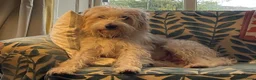 Kruising honden ter dekking: Lieve knuffel reu zoekt lief teefje - Advertentie 1