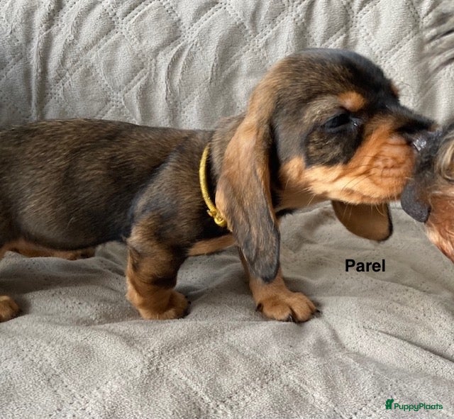 Ruwhaar Teckel honden Prachtige Standaard Ruwhaar Teckelpuppy’s ,  - Advertentie 1