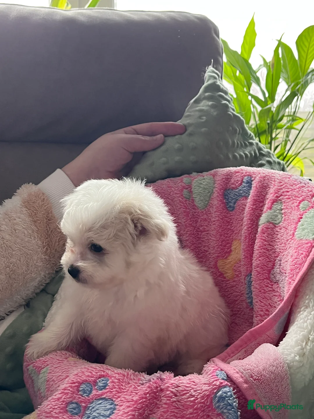 Maltipom honden te koop: Maltipoms  - Advertentie 10