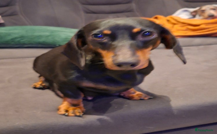 Teckel (korthaar)  honden Teckel puppies  - Advertentie 1