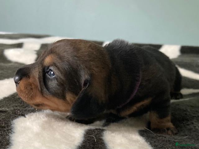 Ruwhaar Teckel honden Prachtige Standaard Ruwhaar Teckelpuppy’s ,  - Advertentie 2