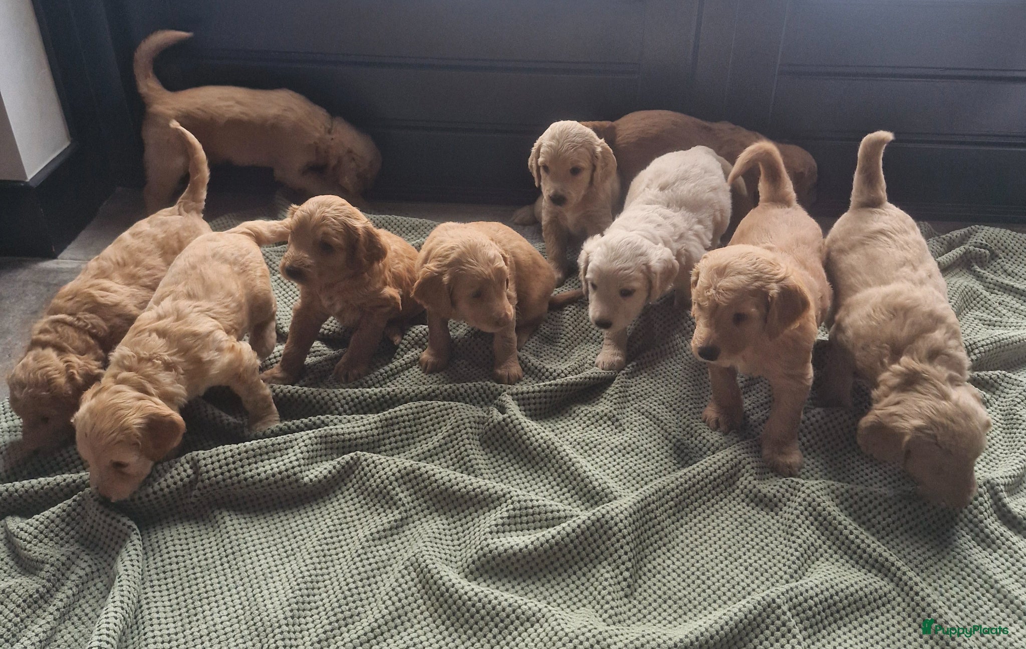 Labradoodle honden Labradoodle pups  - Advertentie 1