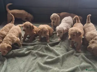 Labradoodle honden Labradoodle pups - Advertentie 1