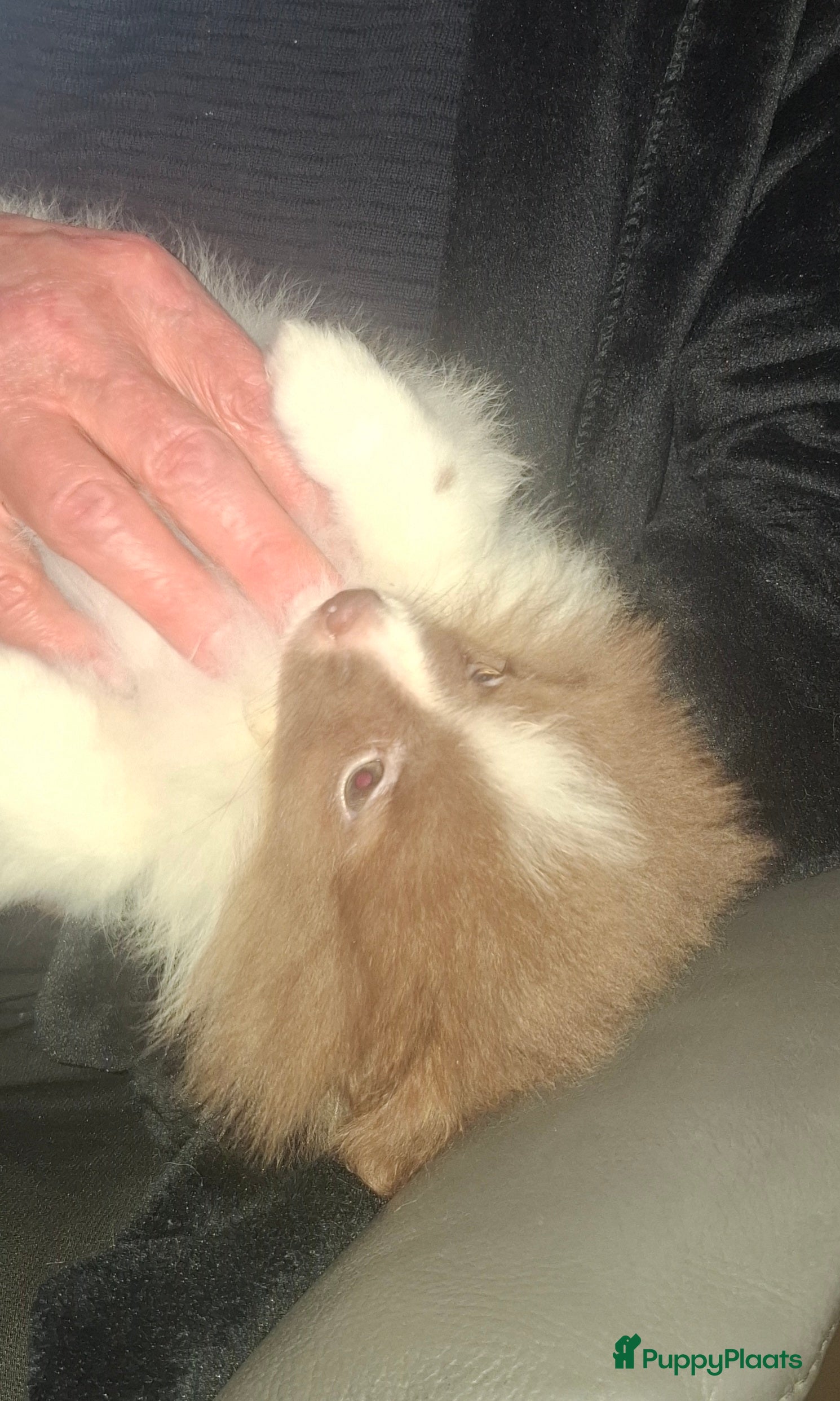 Pomeriaan honden Lilac met wit pomeriaan pups 12 weken. - Advertentie 1