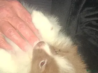 Pomeriaan honden Lilac met wit pomeriaan pups 12 weken. - Advertentie 1