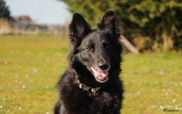 Kruising honden te koop: Nestaankondiging outcross zwitserse witte herder  - Afbeelding 4