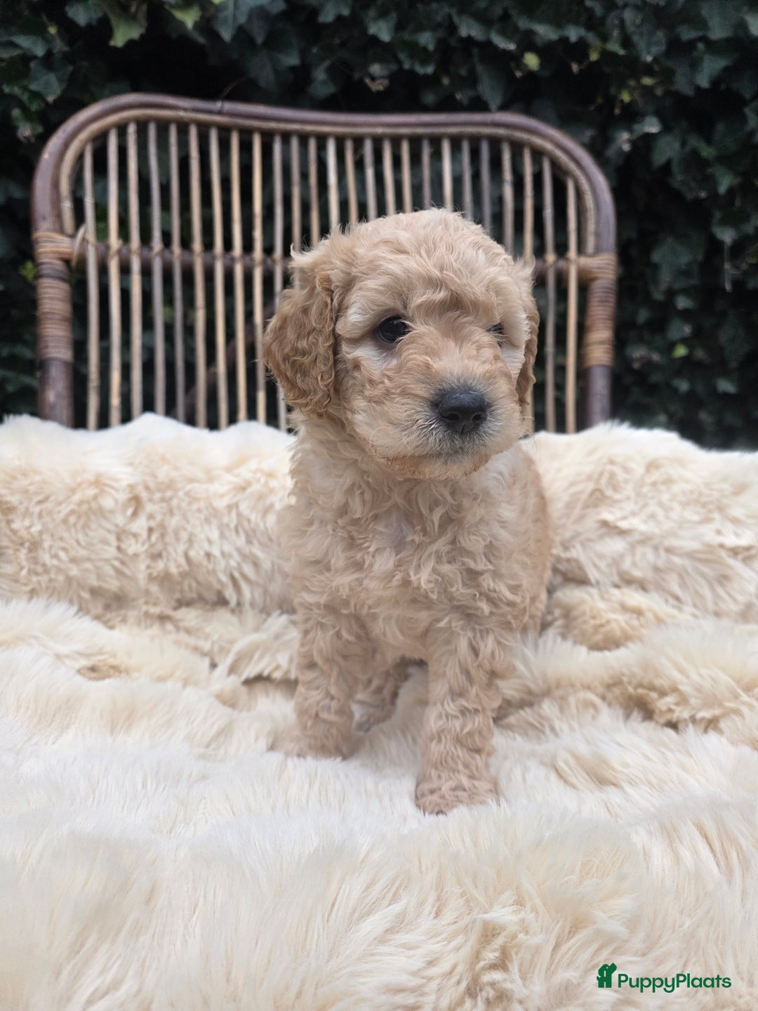 Kruising honden te koop: Goldendoodle reutjes mogen verhuizen - Advertentie 7