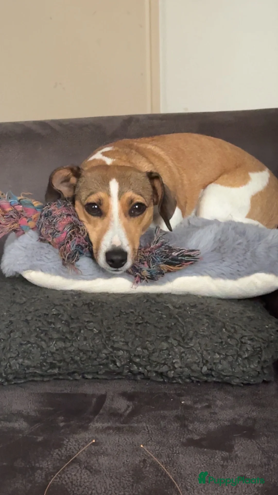 Jack Russel Terriër honden te koop: Leuke vrolijke Jack Russell pups - Advertentie 2