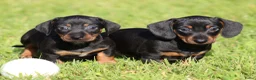 Teckel (korthaar)  honden te koop: Teckel pups - Advertentie 4