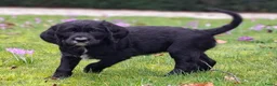 Kruising honden te koop: Labradoodle x Bloedhond / Zwitserse Senner pups - Advertentie 18