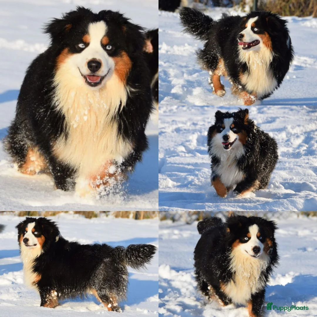 Australian Shepherd honden te koop: Knappe Miniature American Shepherd (MAS) pups - Advertentie 30