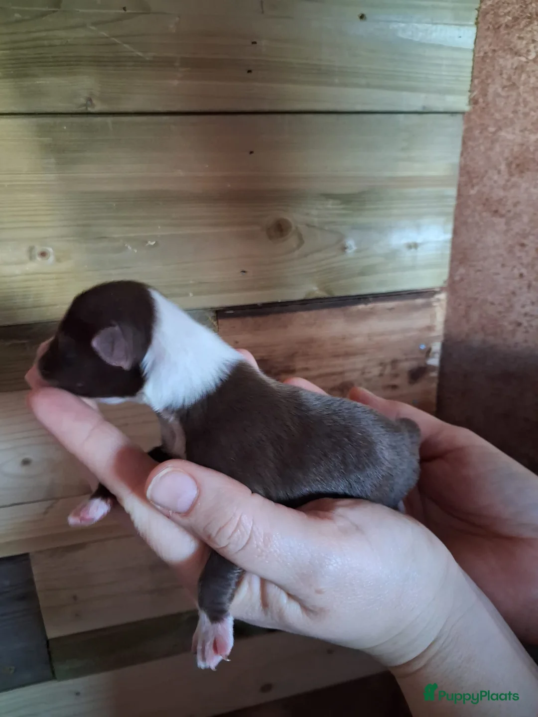 Australian Shepherd honden te koop: 10 prachtige Australische herder pups! - Advertentie 8