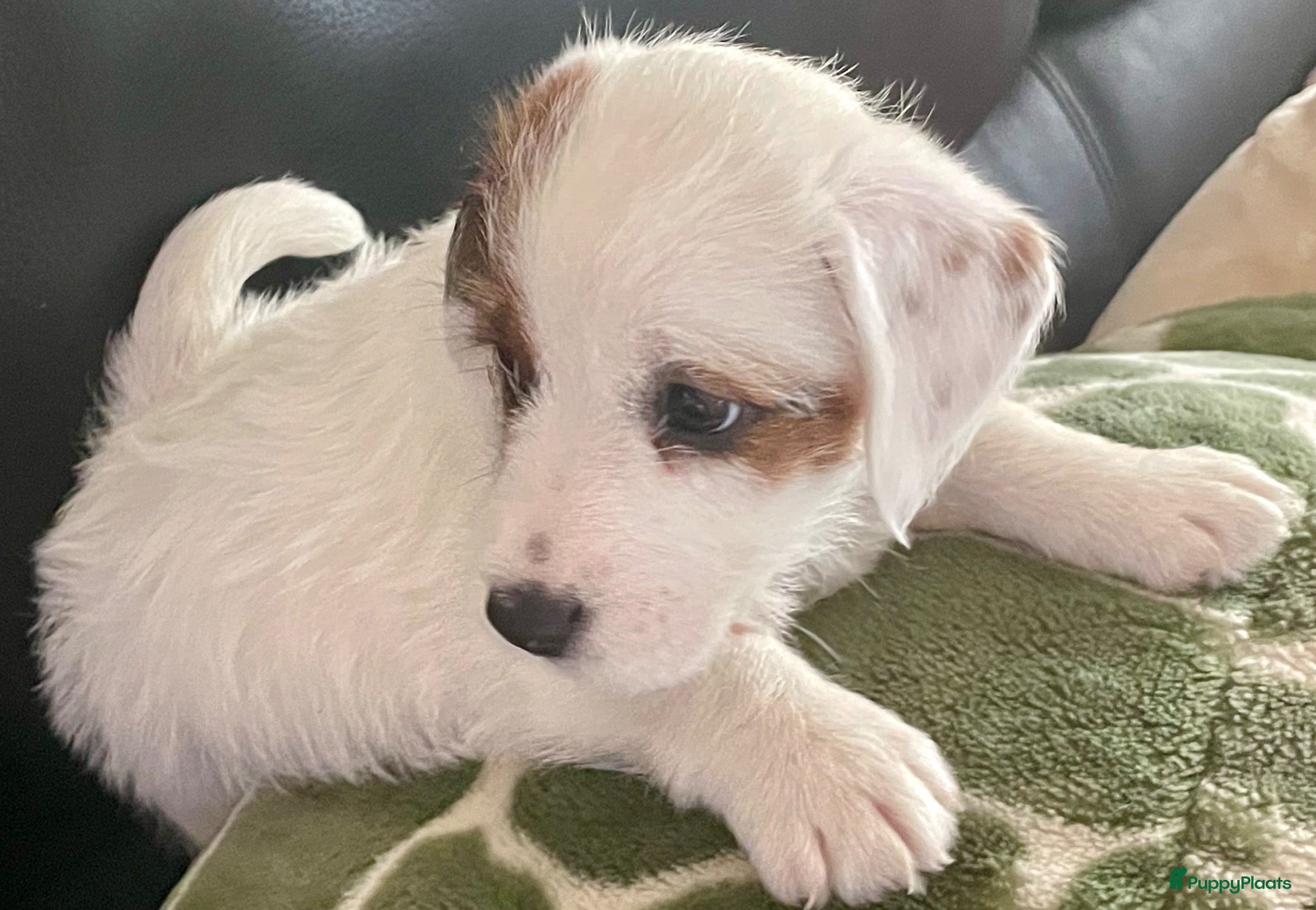 Jack Russel Terriër honden Ruwharige jack russell pups - Advertentie 11