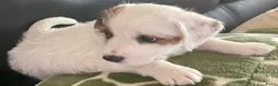 Jack Russel Terriër honden te koop: Ruwharige jack russell pups - Advertentie 1