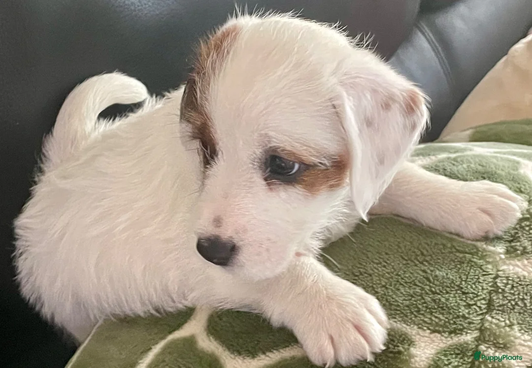 Jack Russel Terriër honden te koop: Ruwharige jack russell pups - Advertentie 1