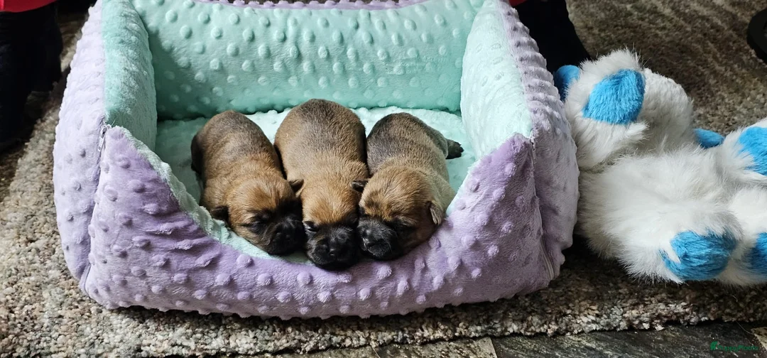 Cairn Terriër honden te koop: MacBuff Cairn Terriers  - Advertentie 3