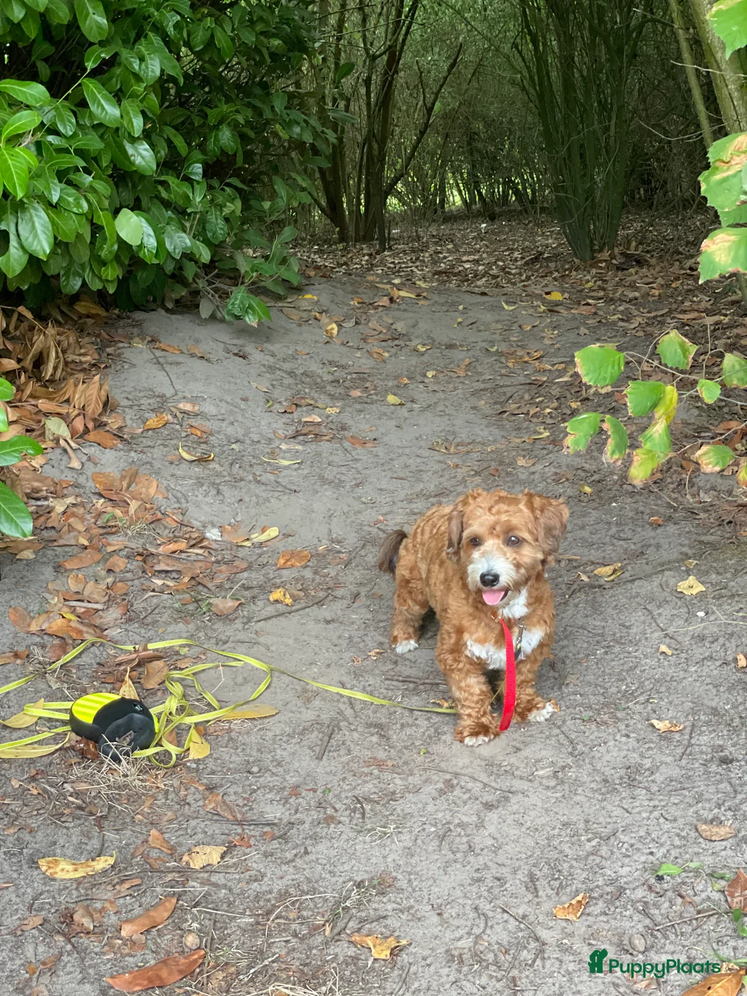 Maltipoo honden ter dekking: Maltipoo dekreutje sjefke - Advertentie 6