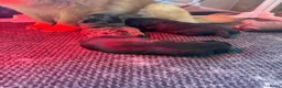 Kruising honden te koop: 🧸TeddyPoo |ToyPoedelXTeddydog 🤎Ouders Aanwezig❣️ - Advertentie 8