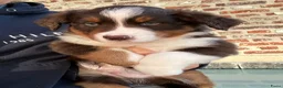 Miniature American Shepherd honden te koop: Red tricolor MAS reutjes - Advertentie 3